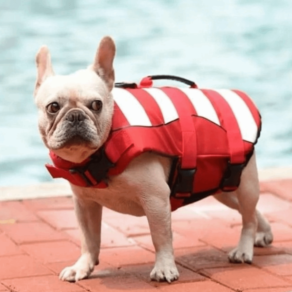سترة نجاة عاكسة للكلاب ذات طفو - مراجعة Dog Life Jacket Vest Buoyancy Handle وسعره