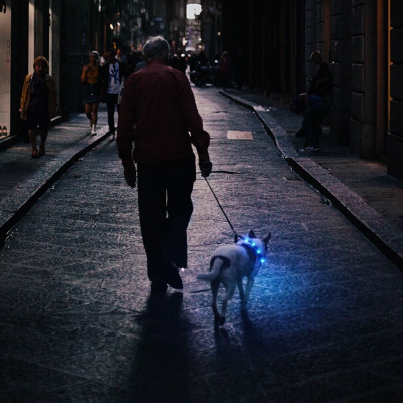 طوق كلب LED قابل لإعادة الشحن  - مراجعة Led Dog Collar Glowing Rechargeable Usb وسعره