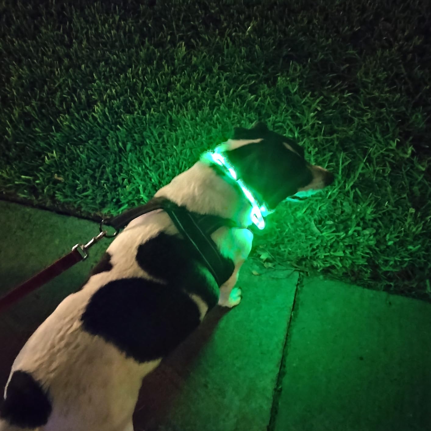 طوق كلب LED من السيليكون، متوه - مراجعة Led Dog Collar Glowing Rechargeable Usb وسعره