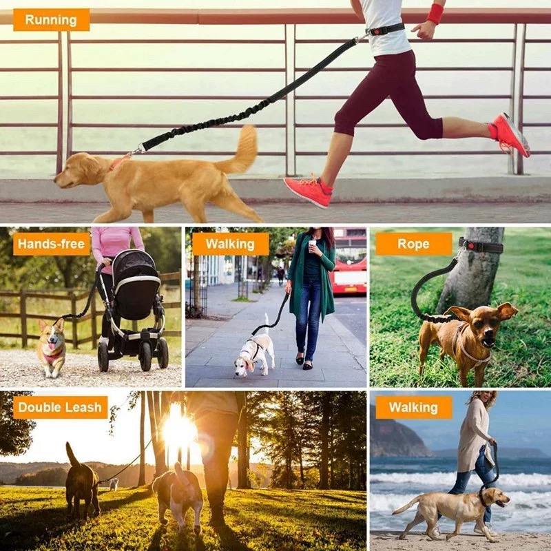 مقود كلب بنجي عاكس للجري بدون  - مراجعة Bungee Dog Leash Shock Absorbing وسعره