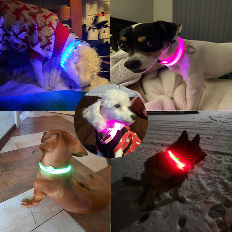 الملونة USB قابلة للشحن كلب LE - مراجعة Led Dog Collar Glowing Rechargeable Usb وسعره