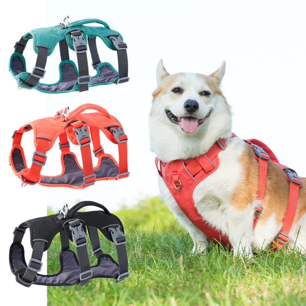 سترة عاكسة للكلاب مع مقبض، مقا - مراجعة Bungee Dog Leash Shock Absorbing وسعره