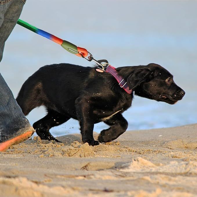 مقود كلب قابل للتعديل بدون است - مراجعة Hands Free Dog Running Leash Waist Belt وسعره