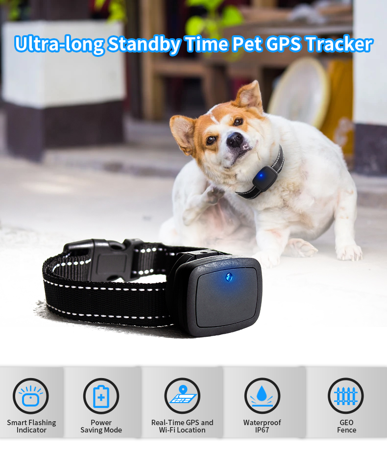جهاز مراقبة نشاط الحيوانات الأ - مراجعة Pet Activity Health Monitor Tracker وسعره