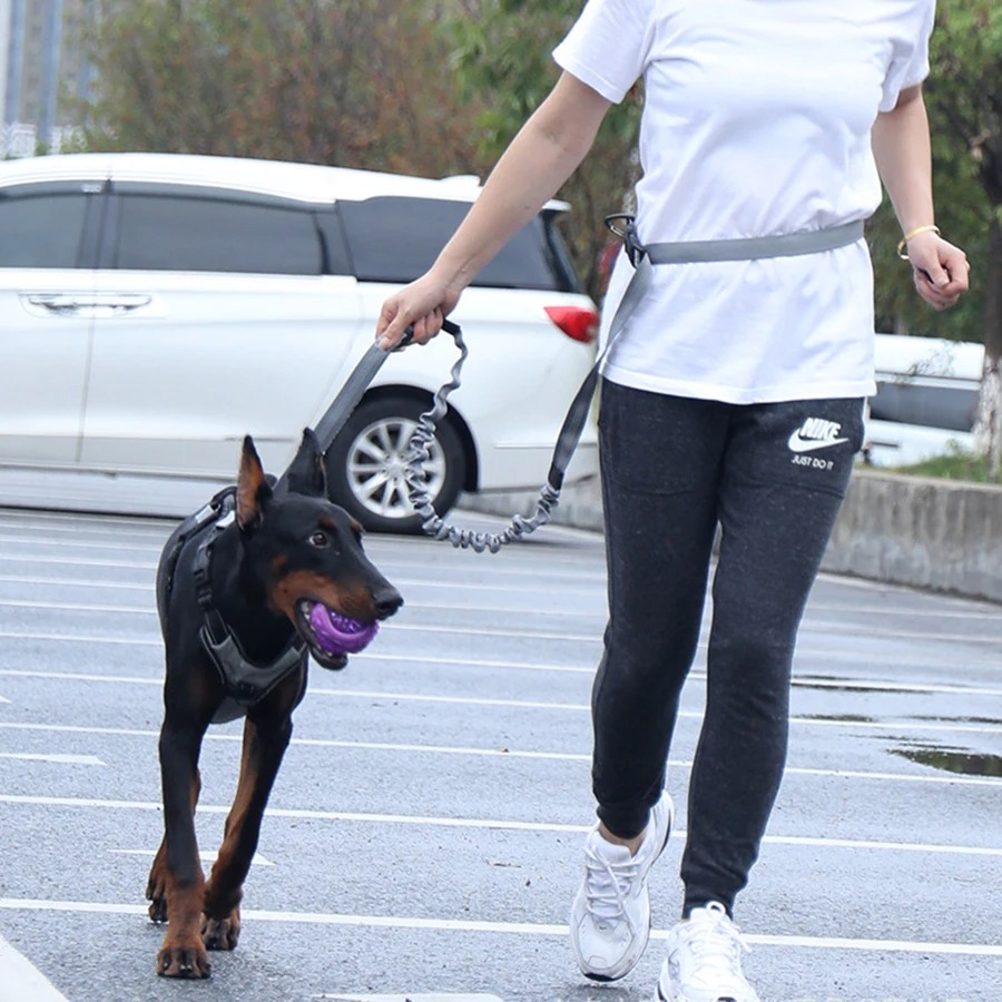 حزام مشي للكلاب بدون استخدام ا - مراجعة Hands Free Dog Running Leash Waist Belt وسعره
