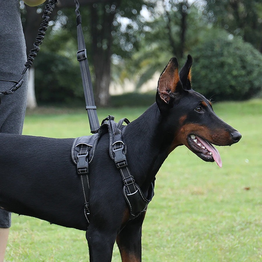 حزام مشي للكلاب بدون استخدام ا - مراجعة Hands Free Dog Running Leash Waist Belt وسعره