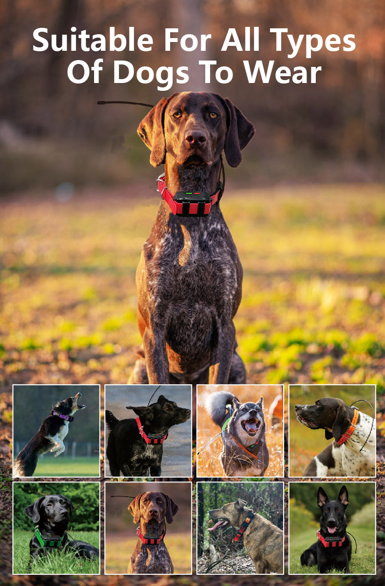 طوق كلب بتقنية GPS 4G مع تتبع  - مراجعة Hunting Dog Tracking Collar Gps Radio وسعره