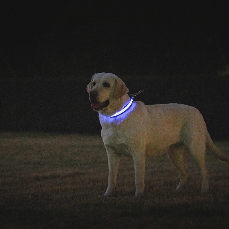 Benepaw LED طوق بكلاب USB قابل - مراجعة Led Dog Collar Glowing Rechargeable Usb وسعره