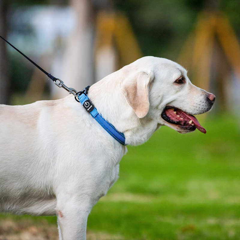 Benepaw LED طوق بكلاب USB قابل - مراجعة Led Dog Collar Glowing Rechargeable Usb وسعره