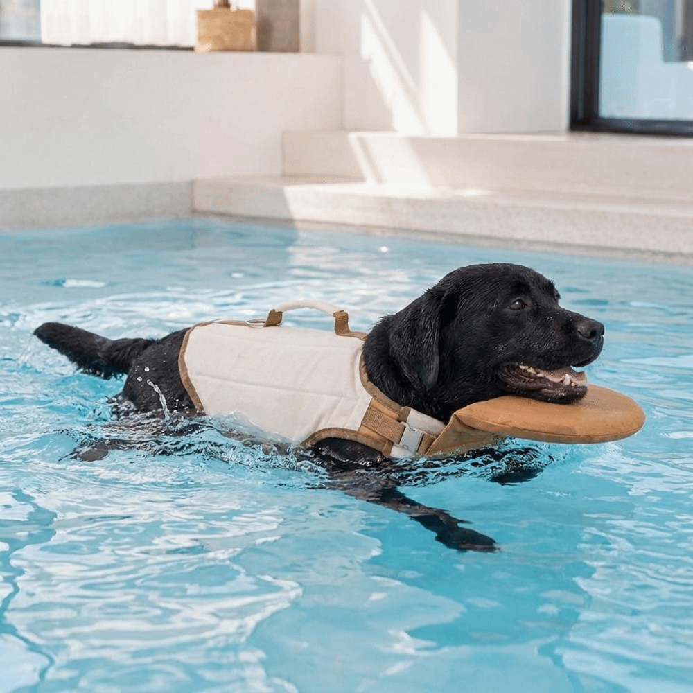 سترة نجاة قابلة للتعديل للكلاب - مراجعة Dog Life Jacket Vest Buoyancy Handle وسعره